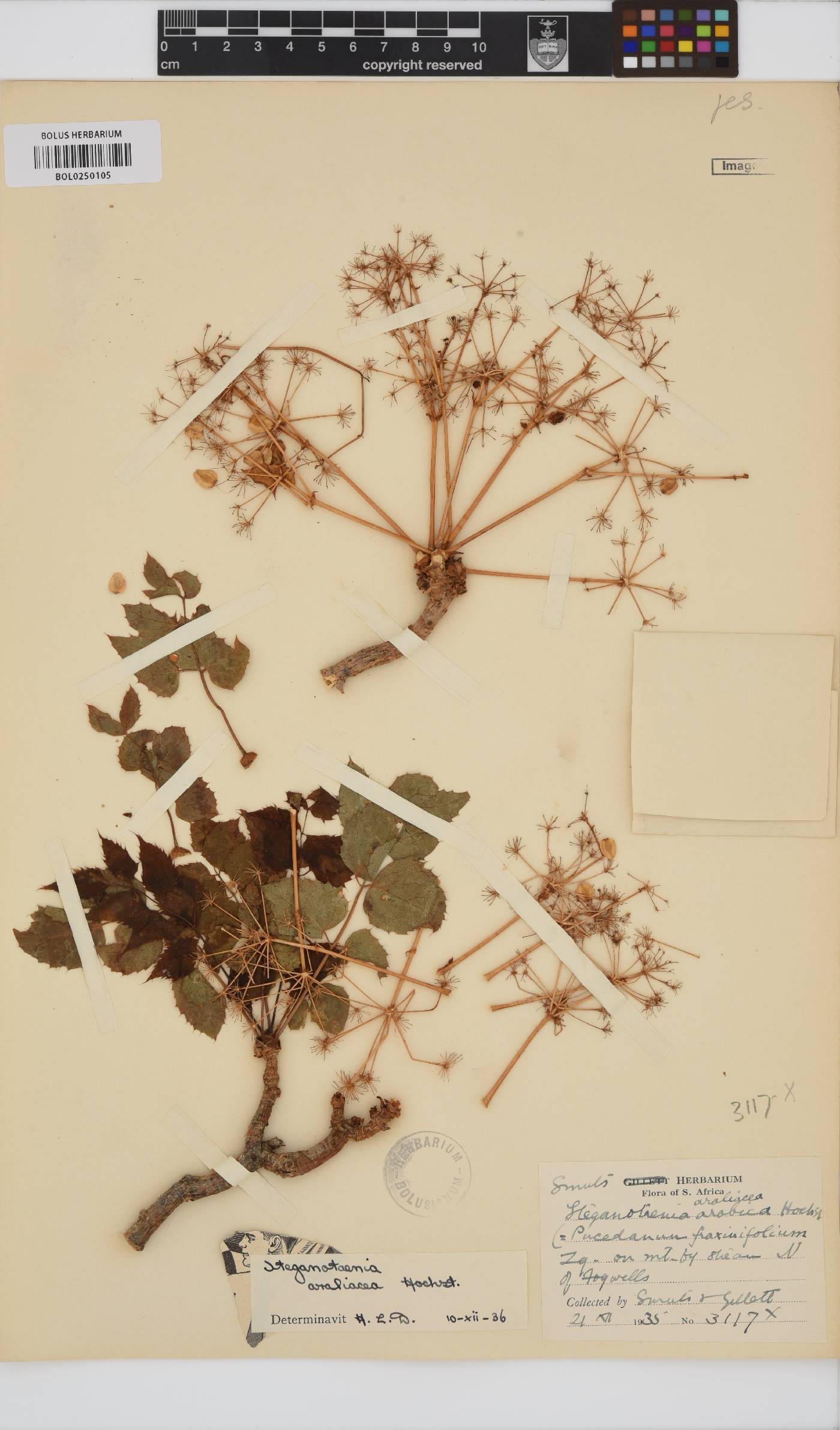 Steganotaenia image