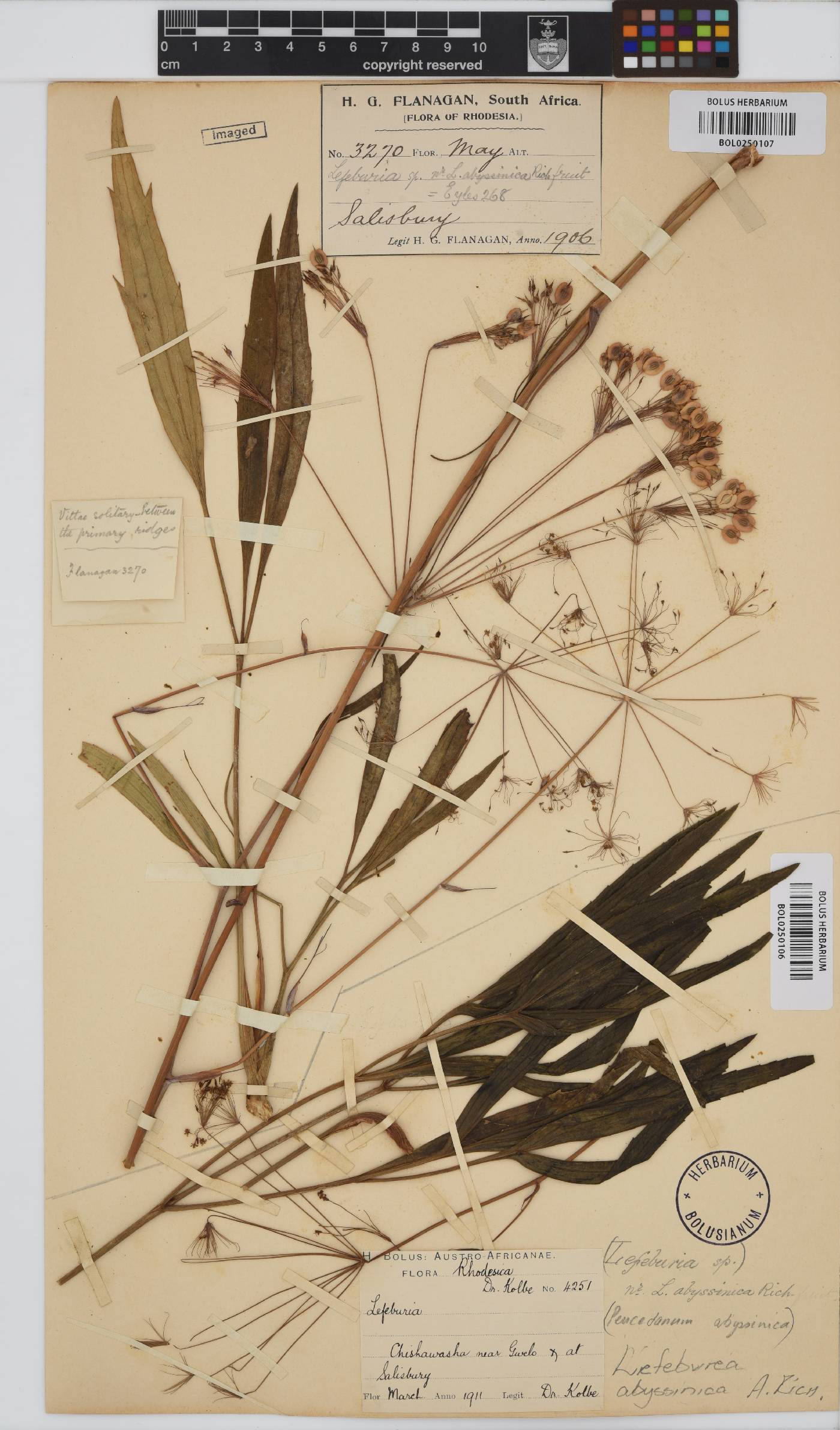 Lefebvrea abyssinica image
