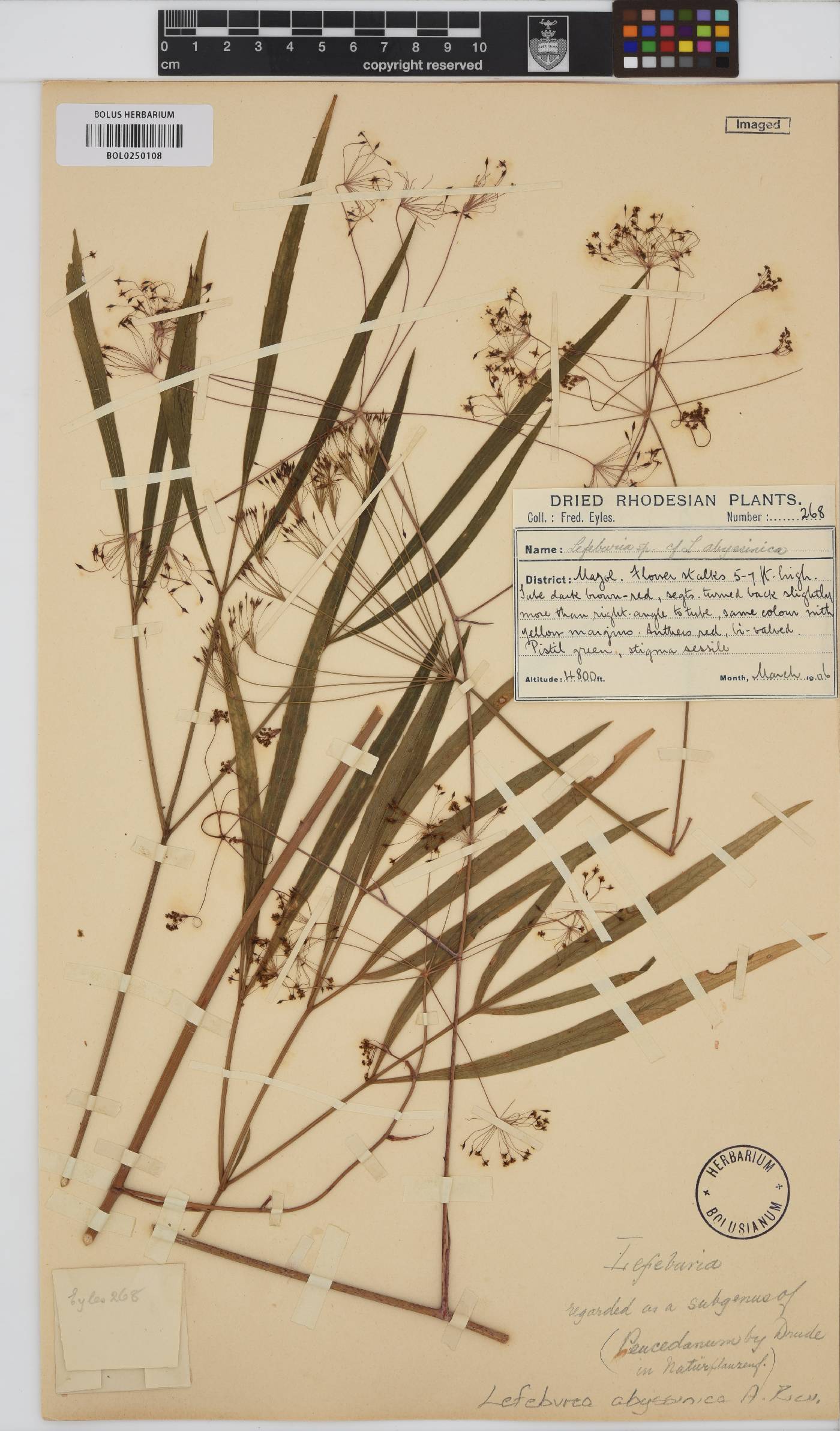 Lefebvrea abyssinica image