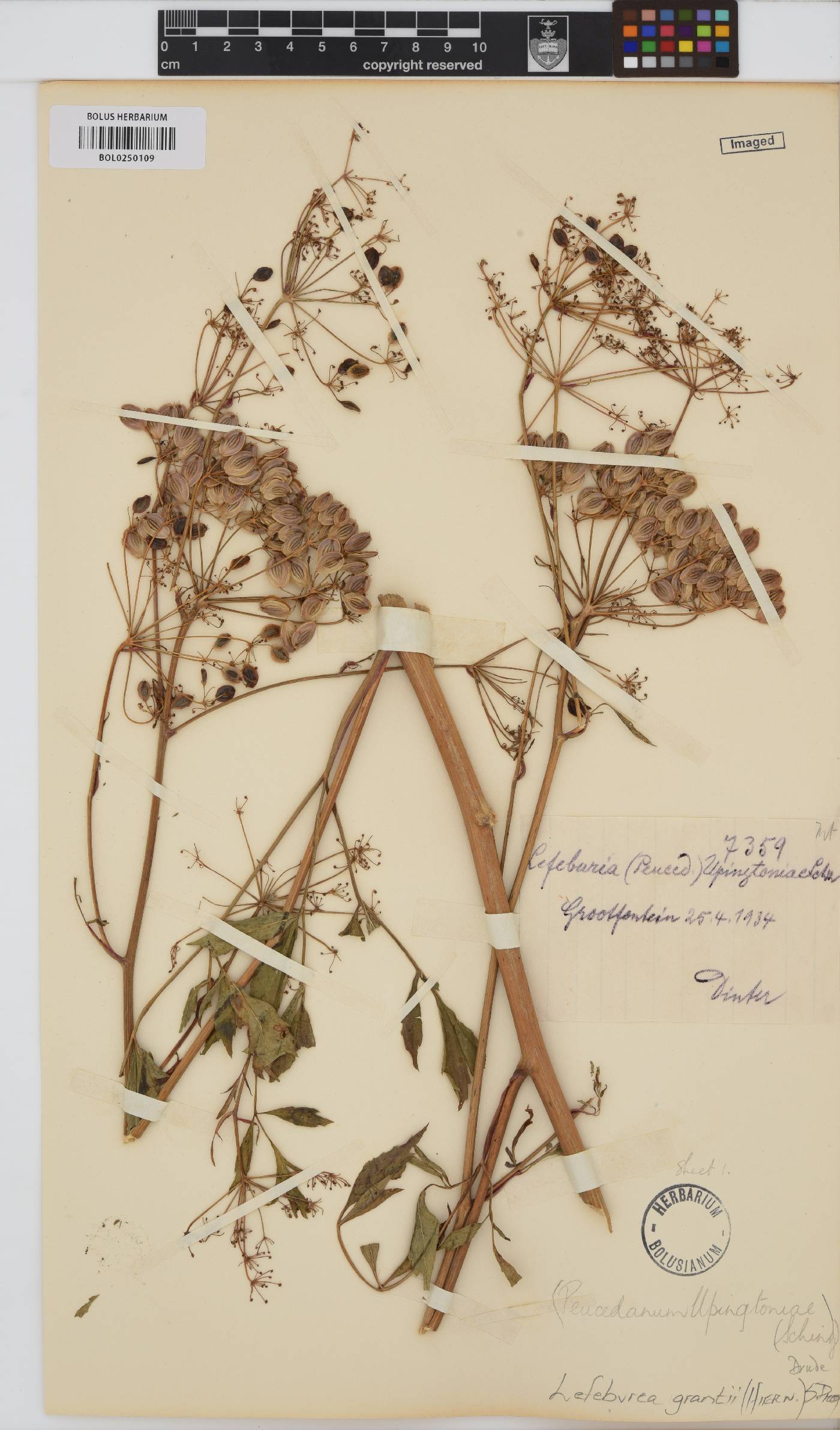 Lefebvrea grantii image
