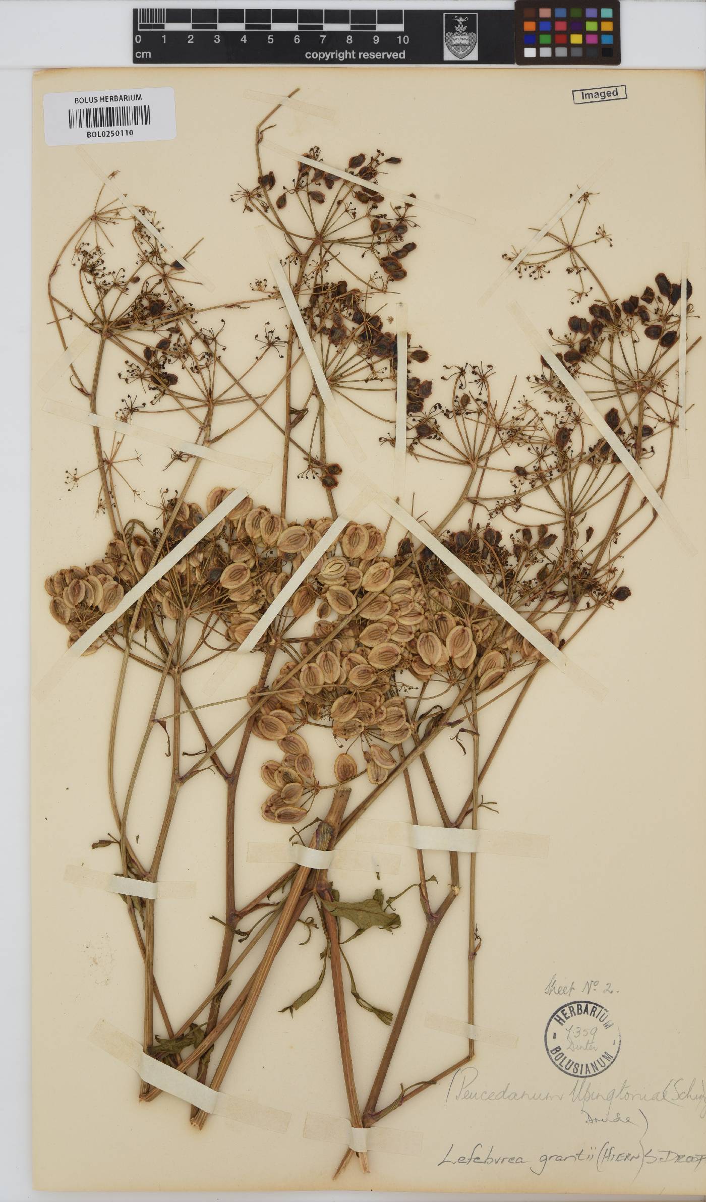 Lefebvrea grantii image