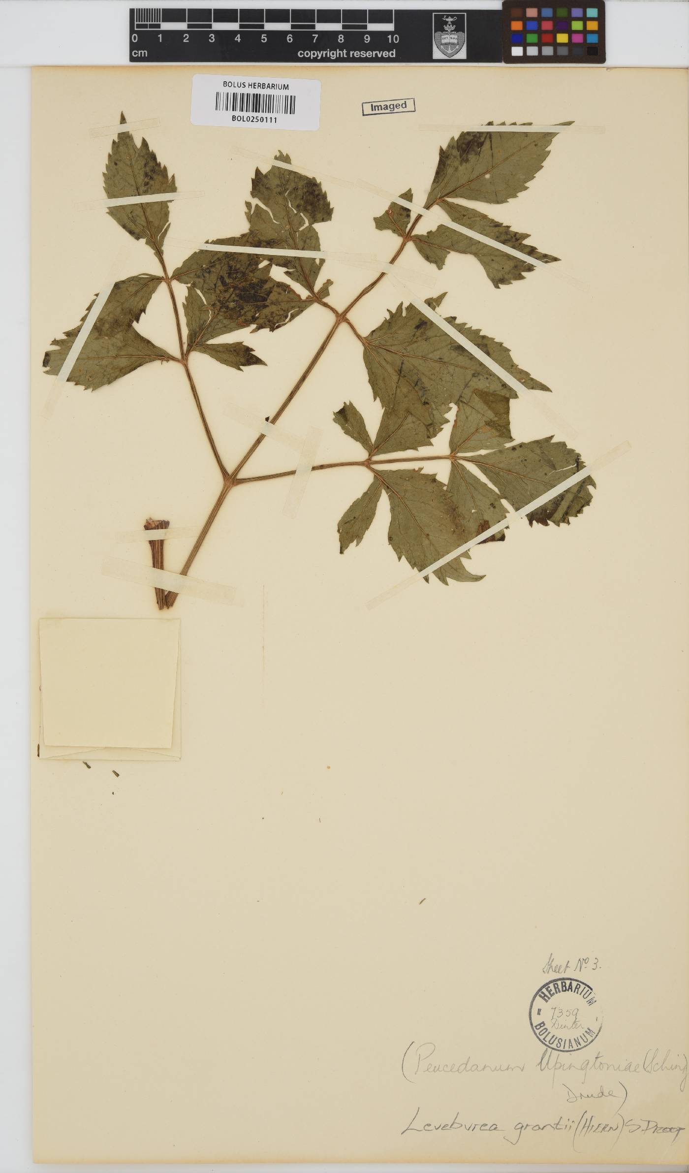 Lefebvrea grantii image