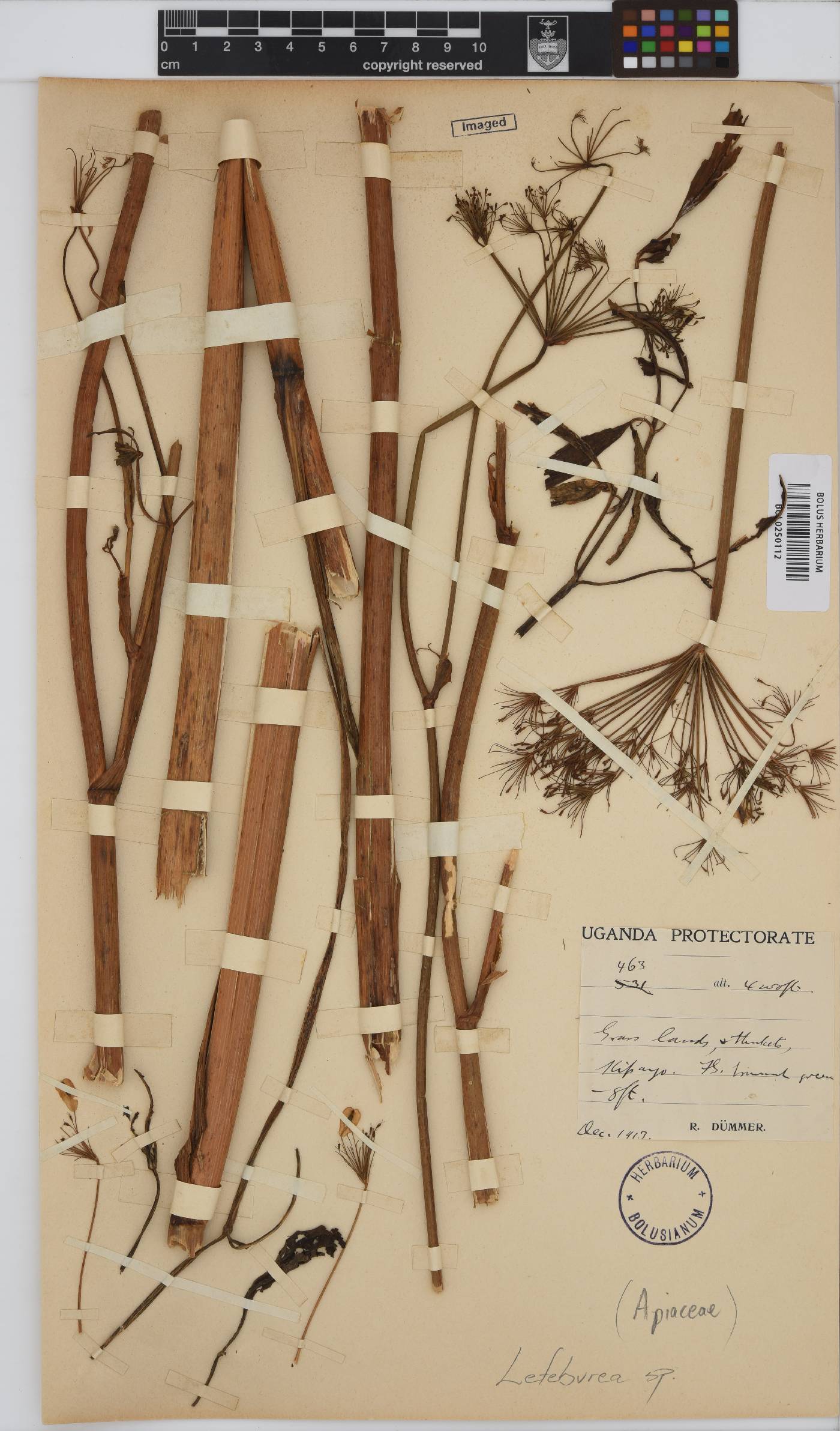 Lefebvrea grantii image