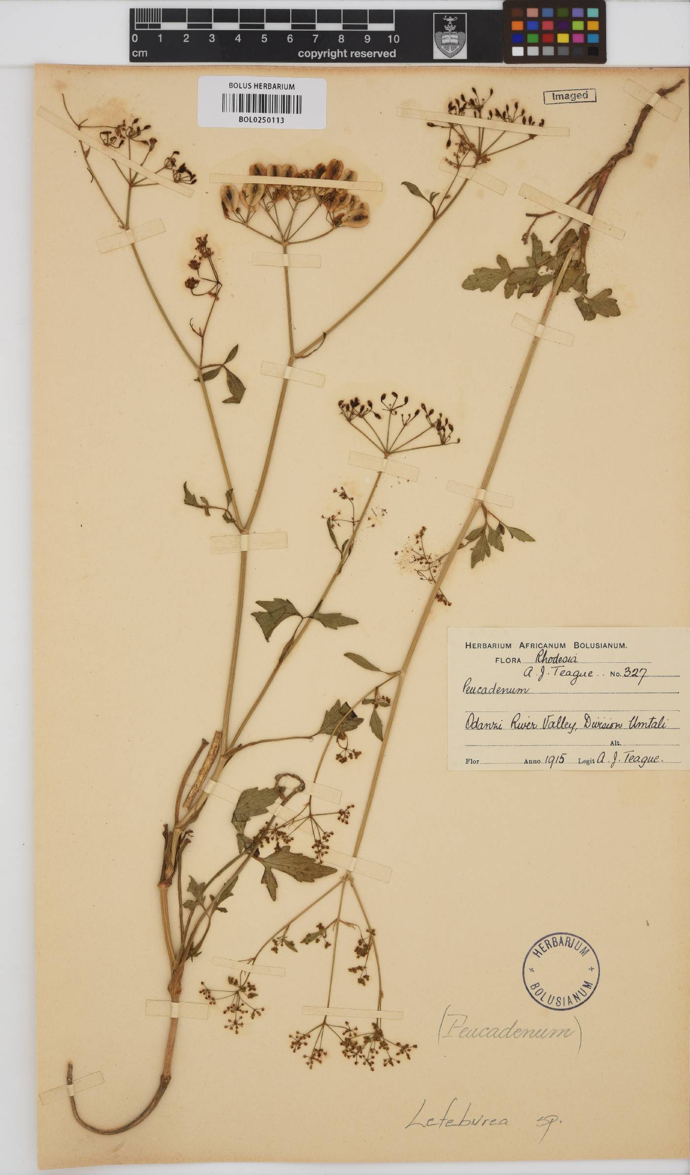 Lefebvrea grantii image