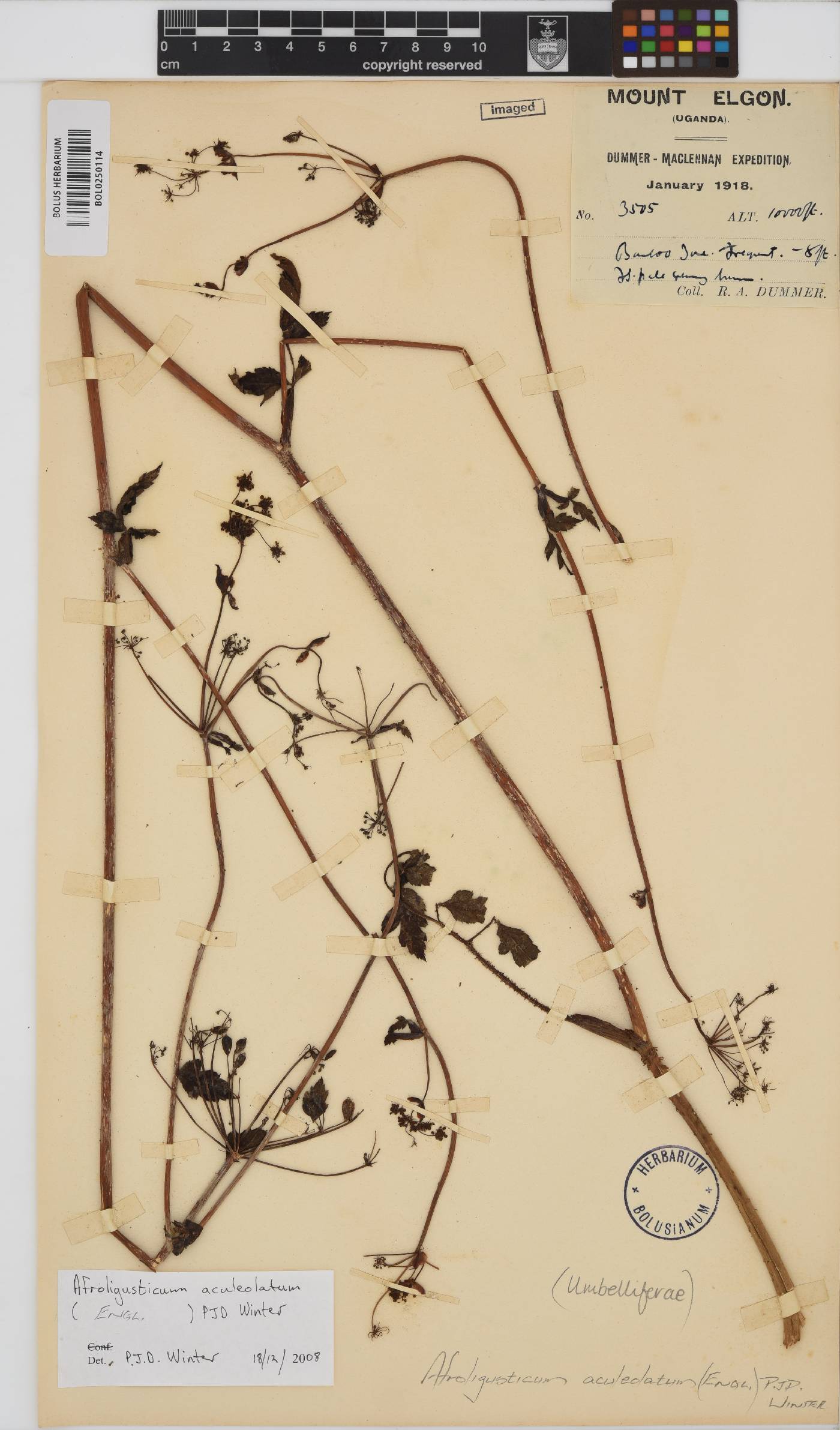 Afroligusticum aculeolatum image