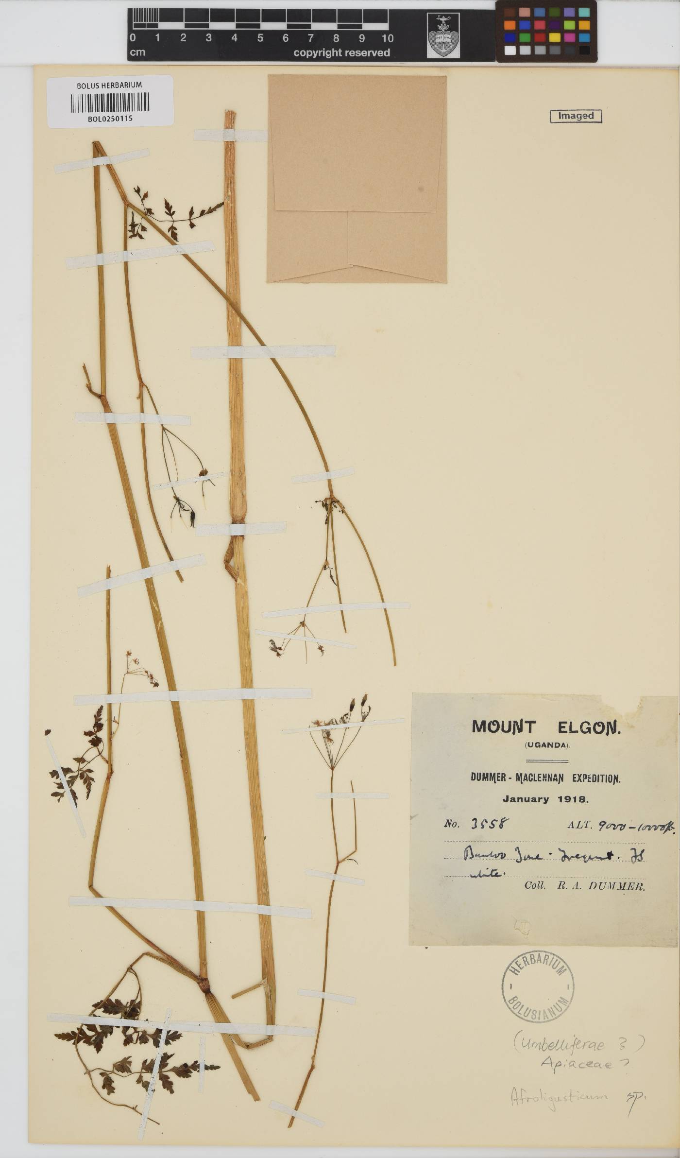 Afroligusticum image