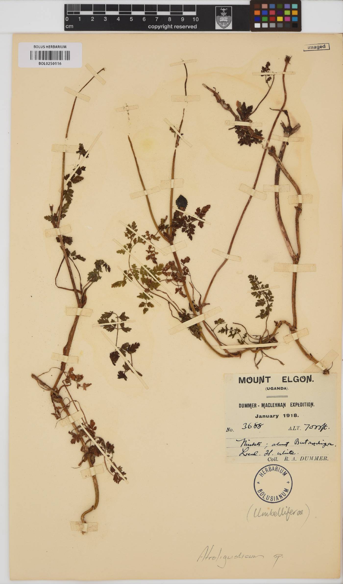 Afroligusticum image