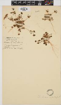 Choritaenia capensis image