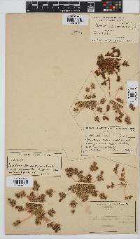 Choritaenia capensis image
