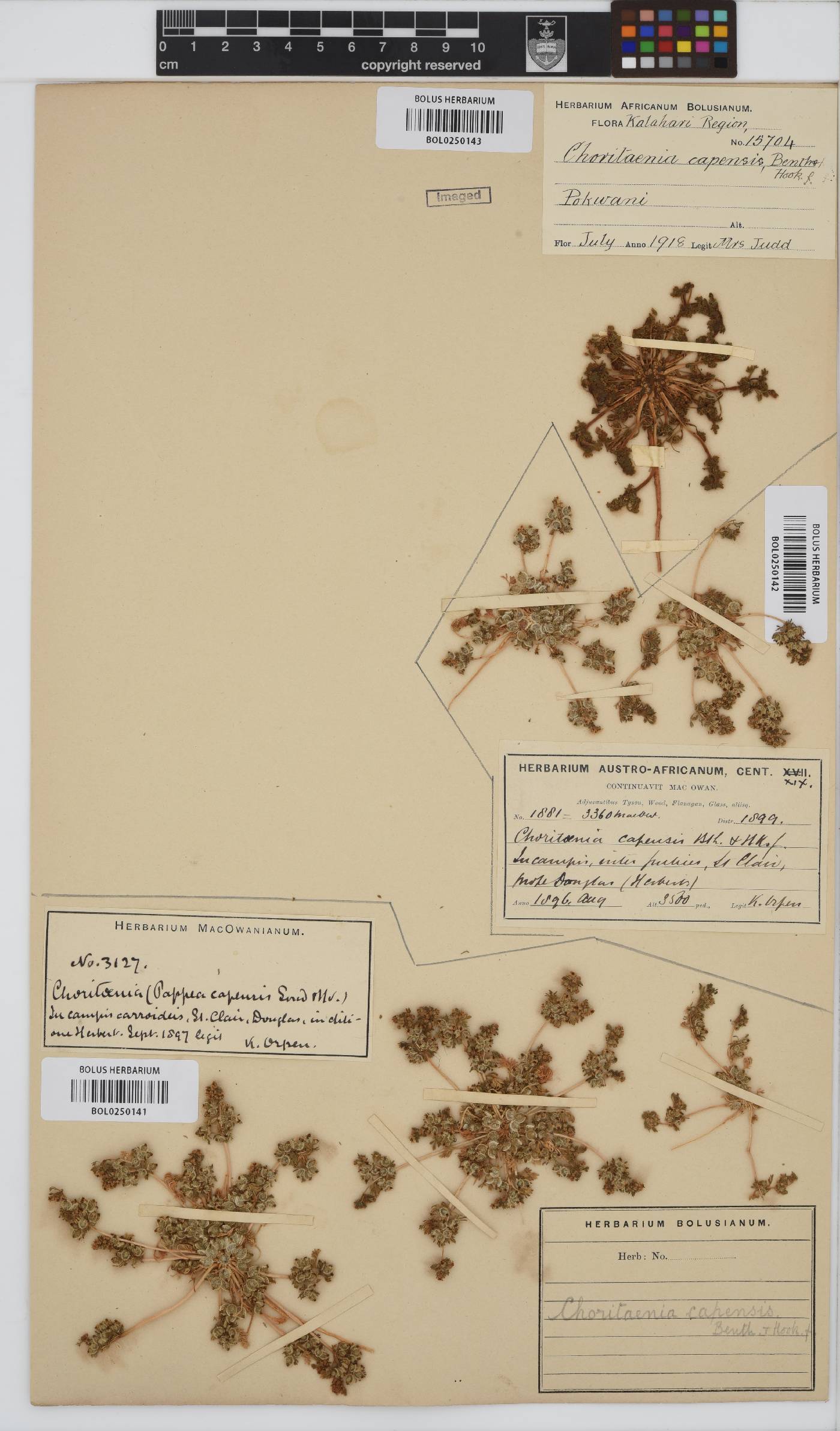 Choritaenia capensis image