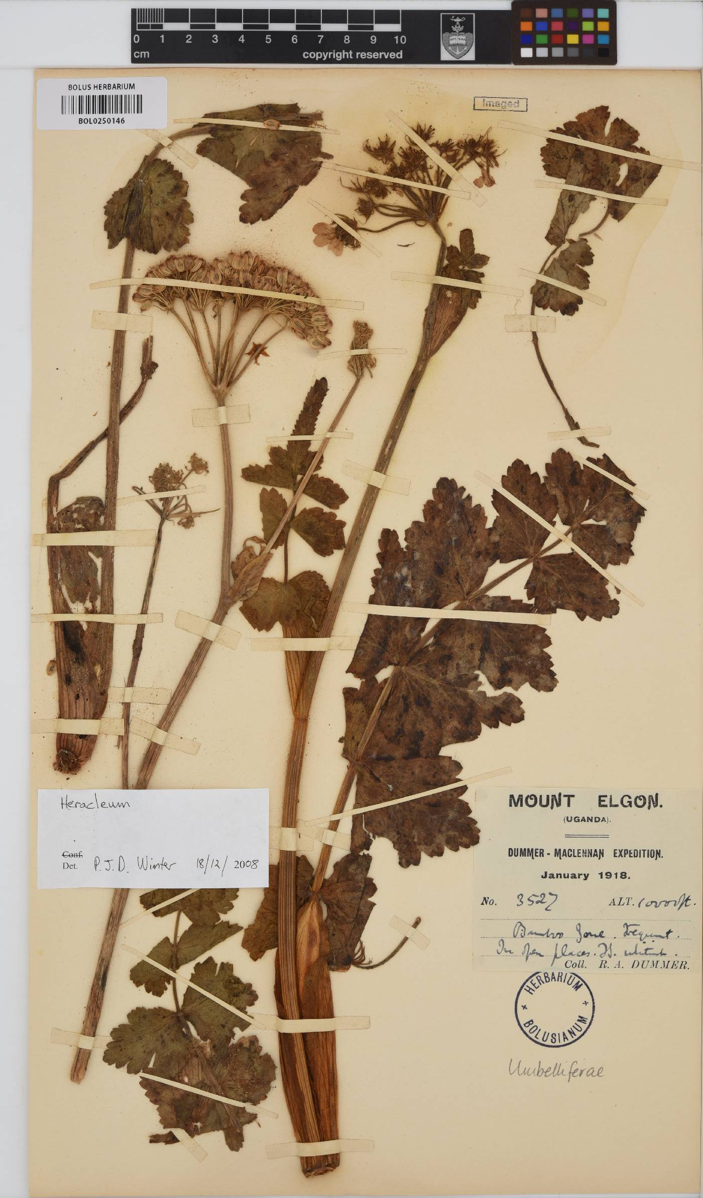 Heracleum image
