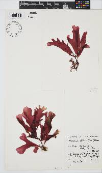 Rhodymenia obtusa image