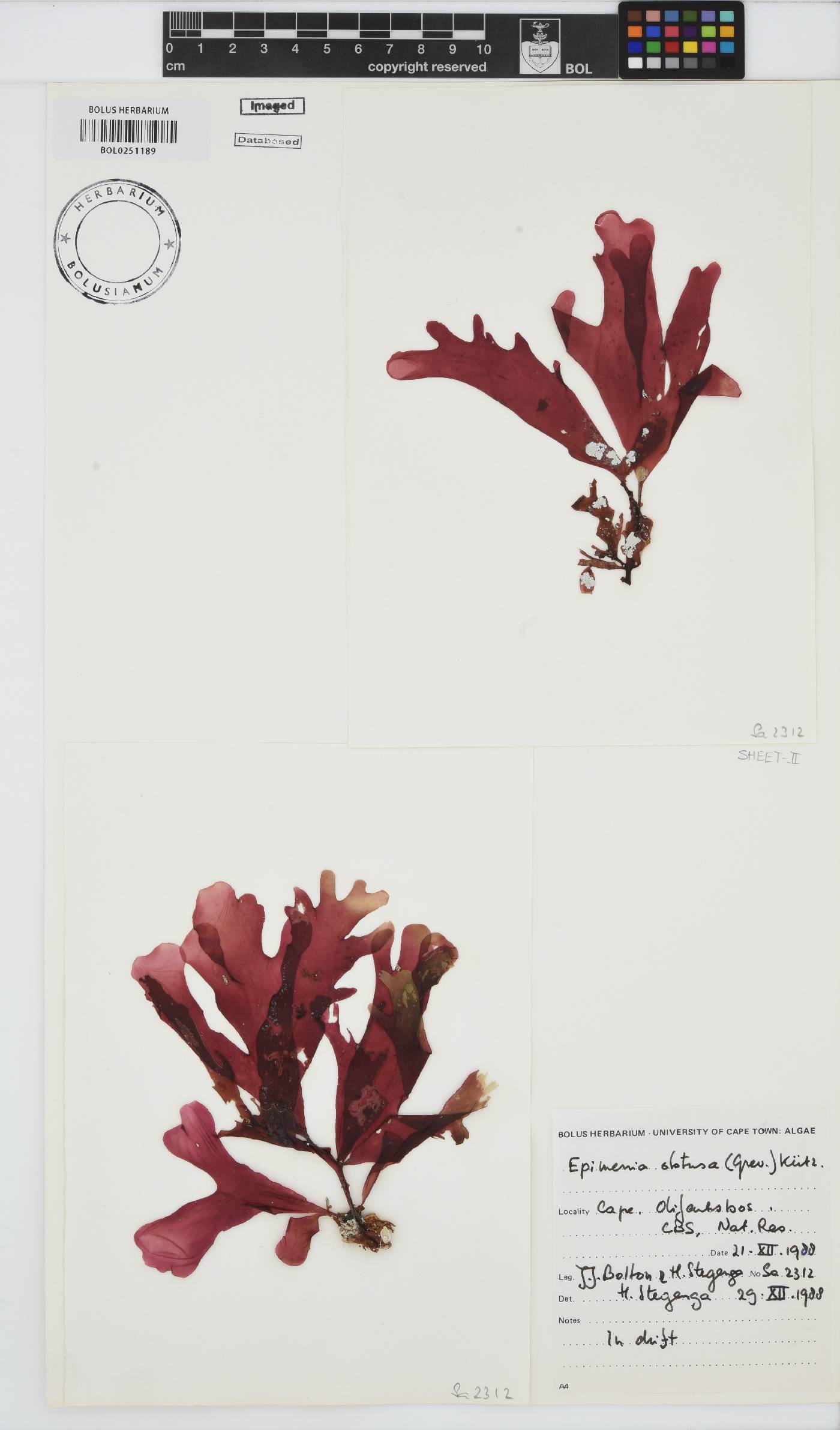 Rhodymenia obtusa image