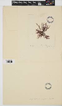 Image of Erythroclonium angustatum