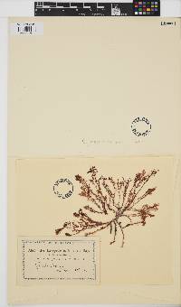 Image of Erythroclonium muelleri