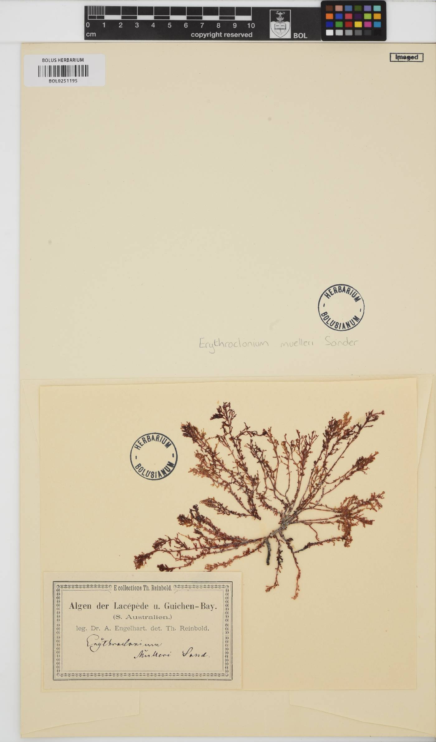 Erythroclonium muelleri image