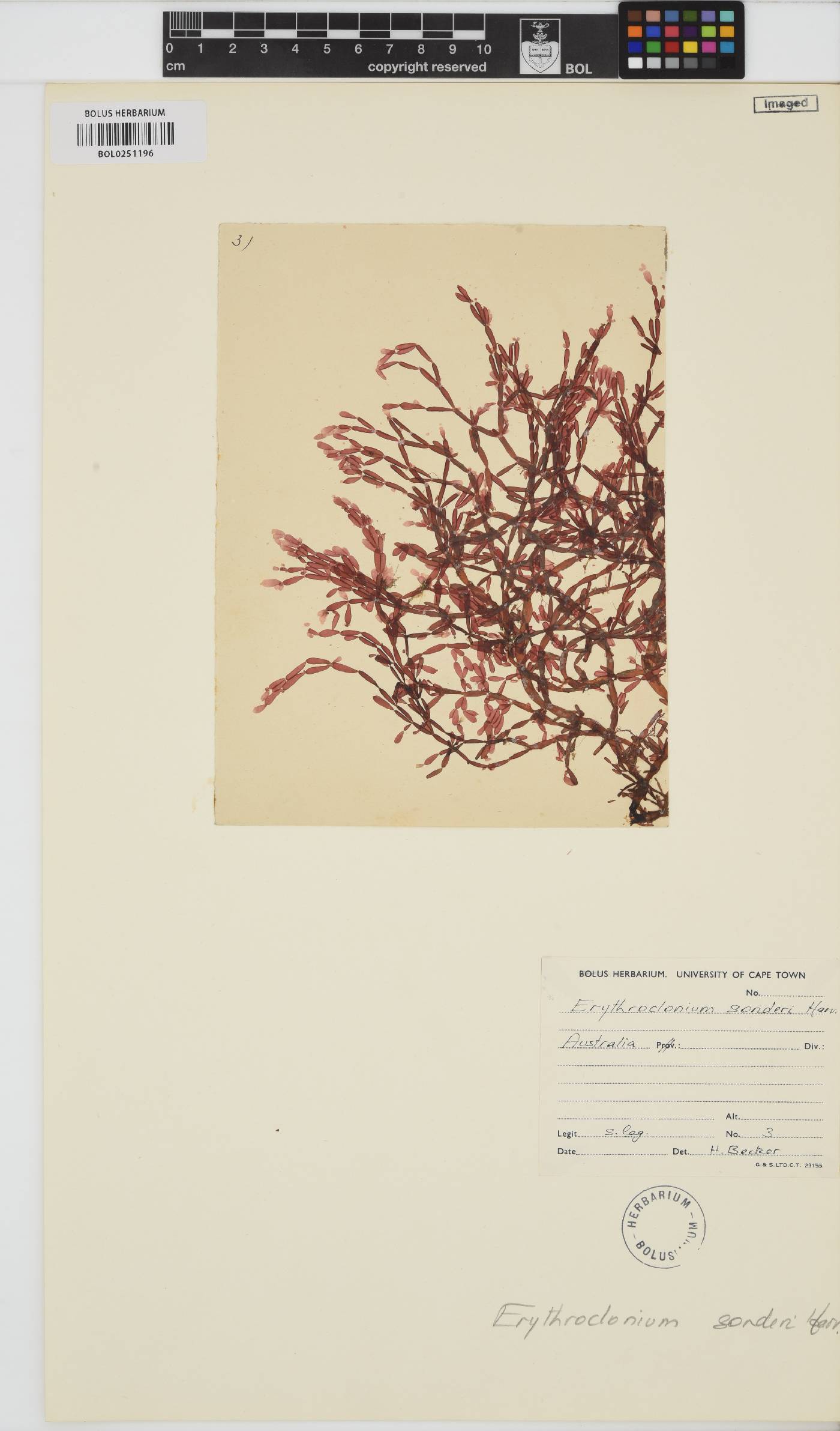 Erythroclonium sonderi image
