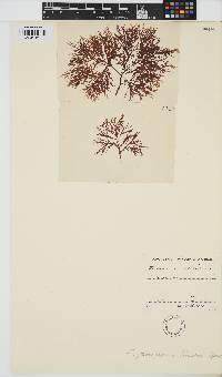 Erythroclonium sonderi image