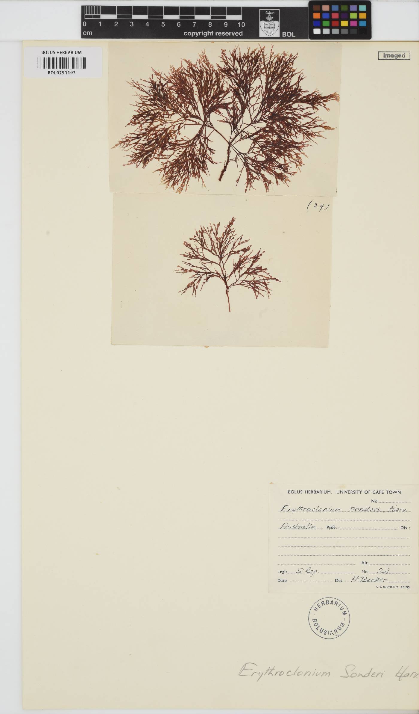 Erythroclonium sonderi image
