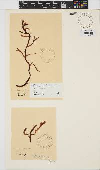 Image of Erythrophyllum delesserioides