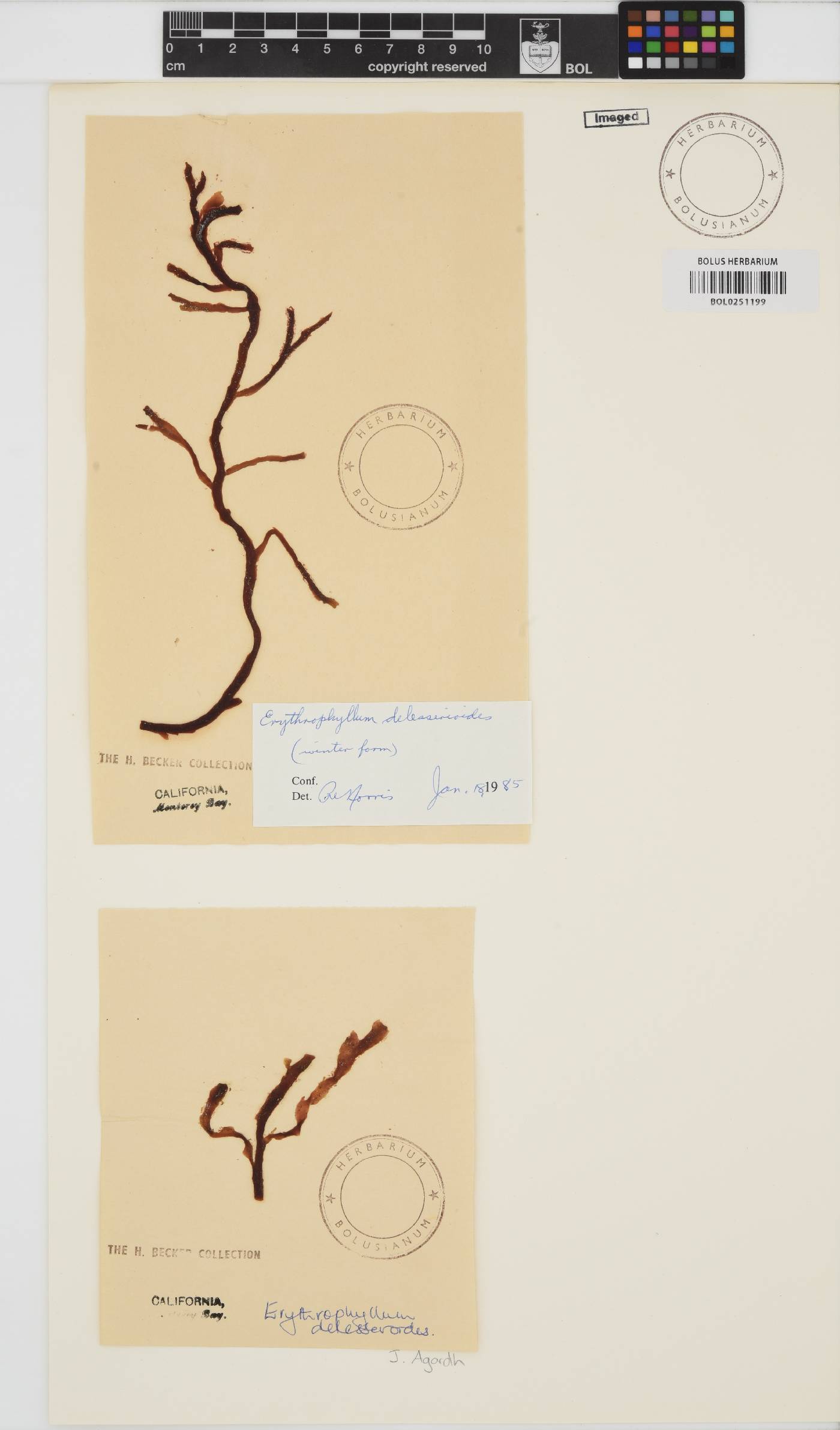 Erythrophyllum delesserioides image