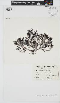 Epiglossum proliferum image