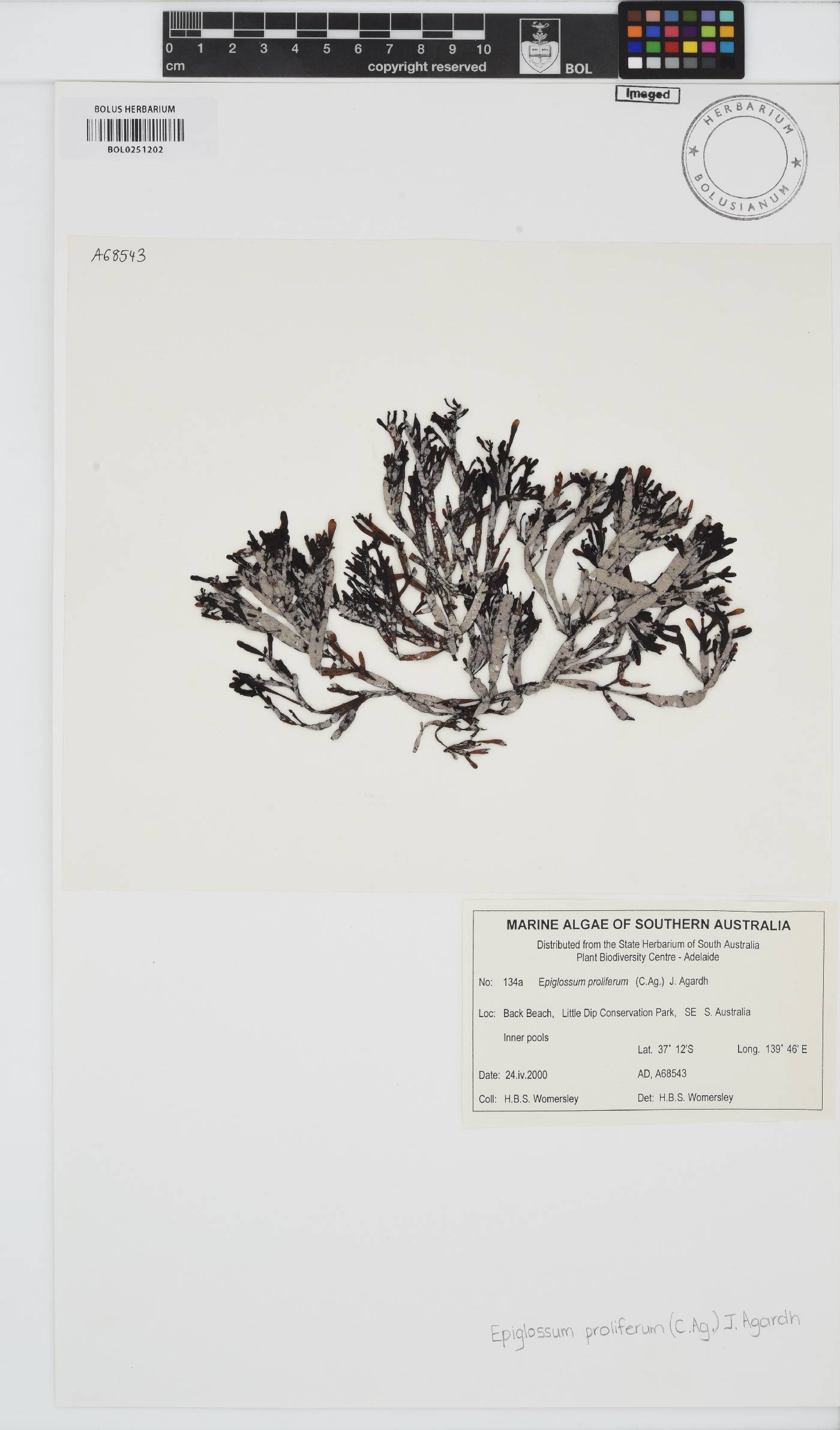 Epiglossum proliferum image