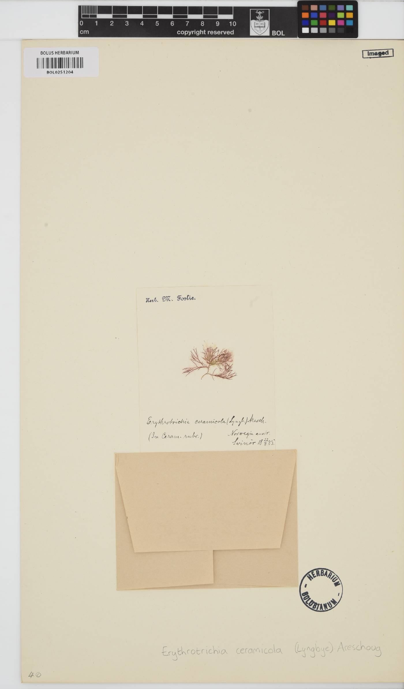 Erythrotrichia carnea image