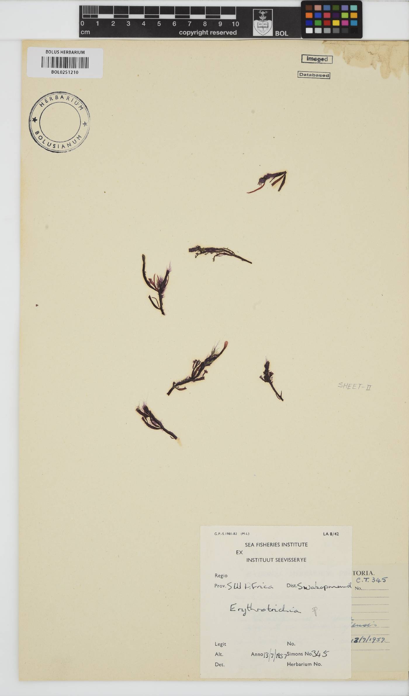 Erythrotrichia image