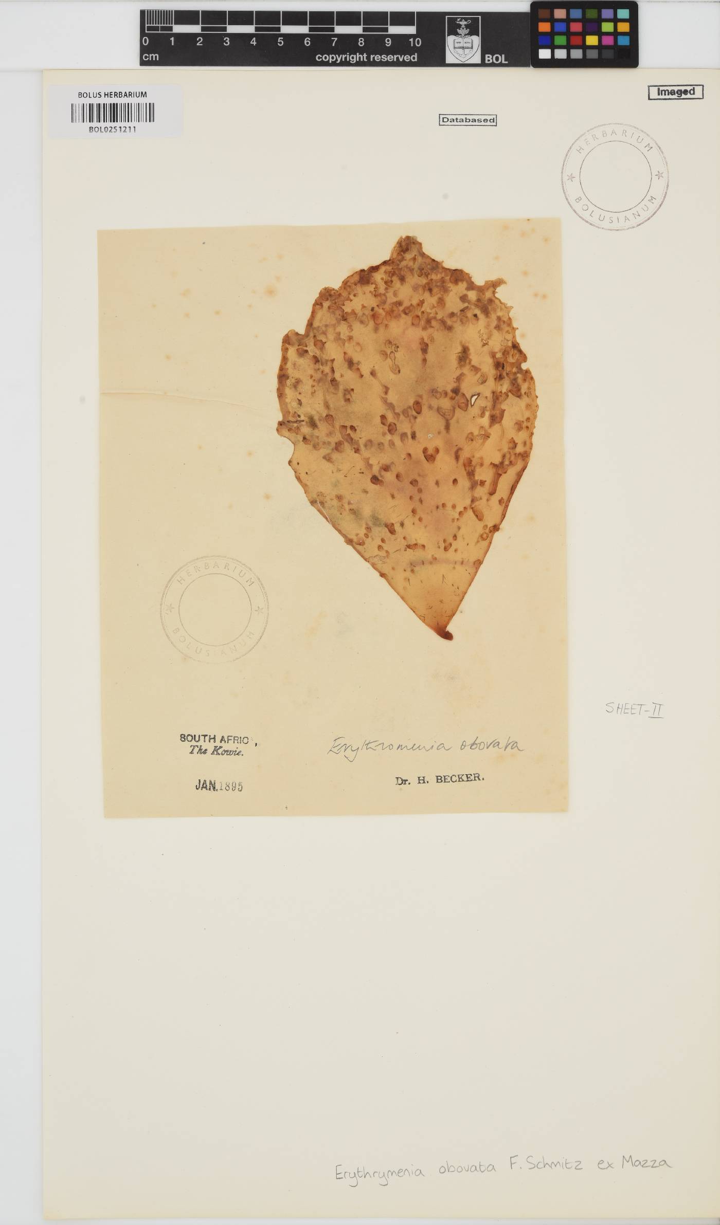 Erythrymenia obovata image
