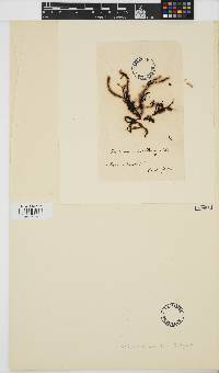 Image of Eucheuma horridum