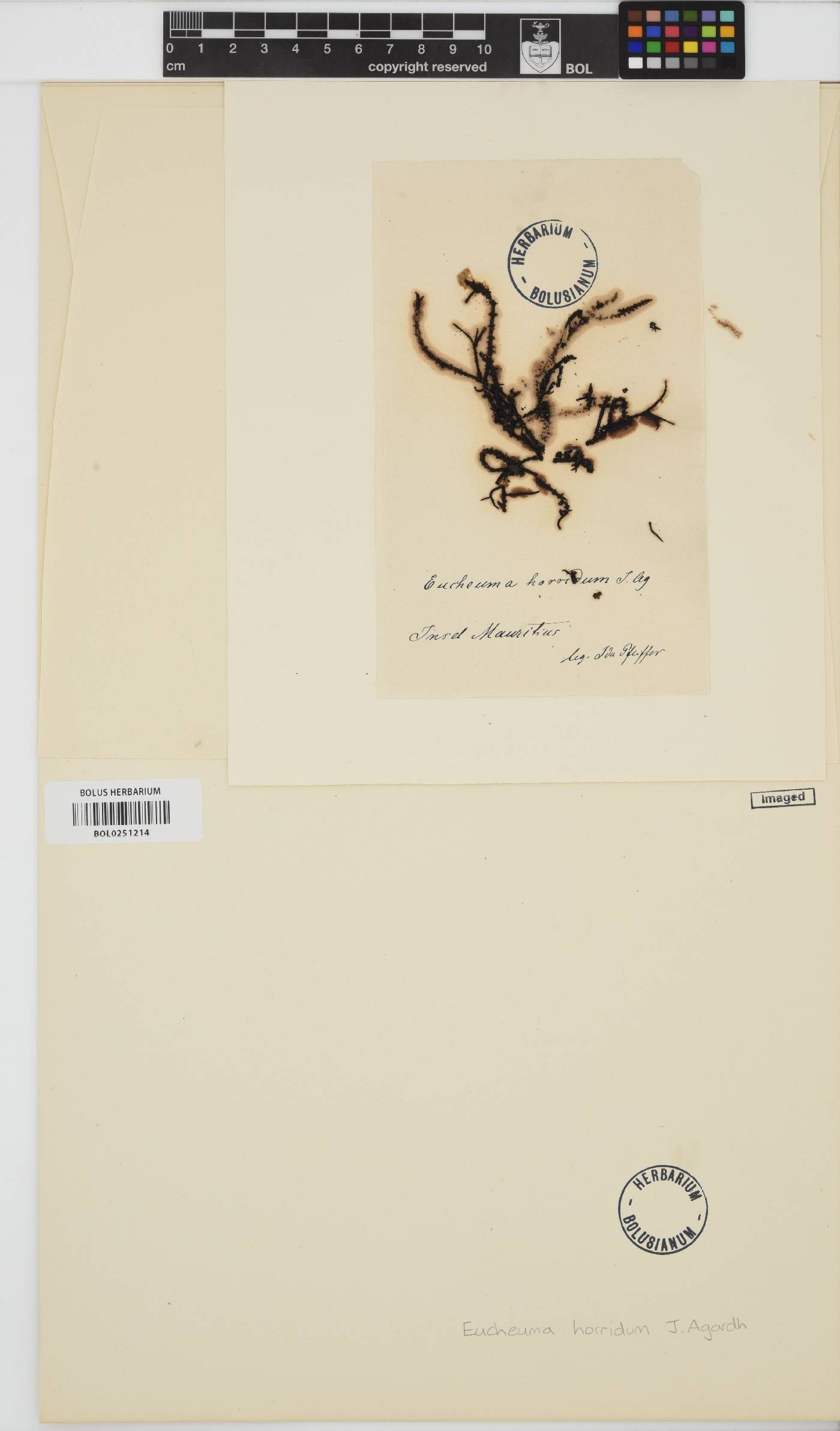 Eucheuma horridum image