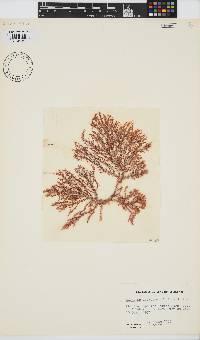 Image of Eucheumatopsis isiformis