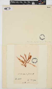 Eucheumatopsis isiformis image