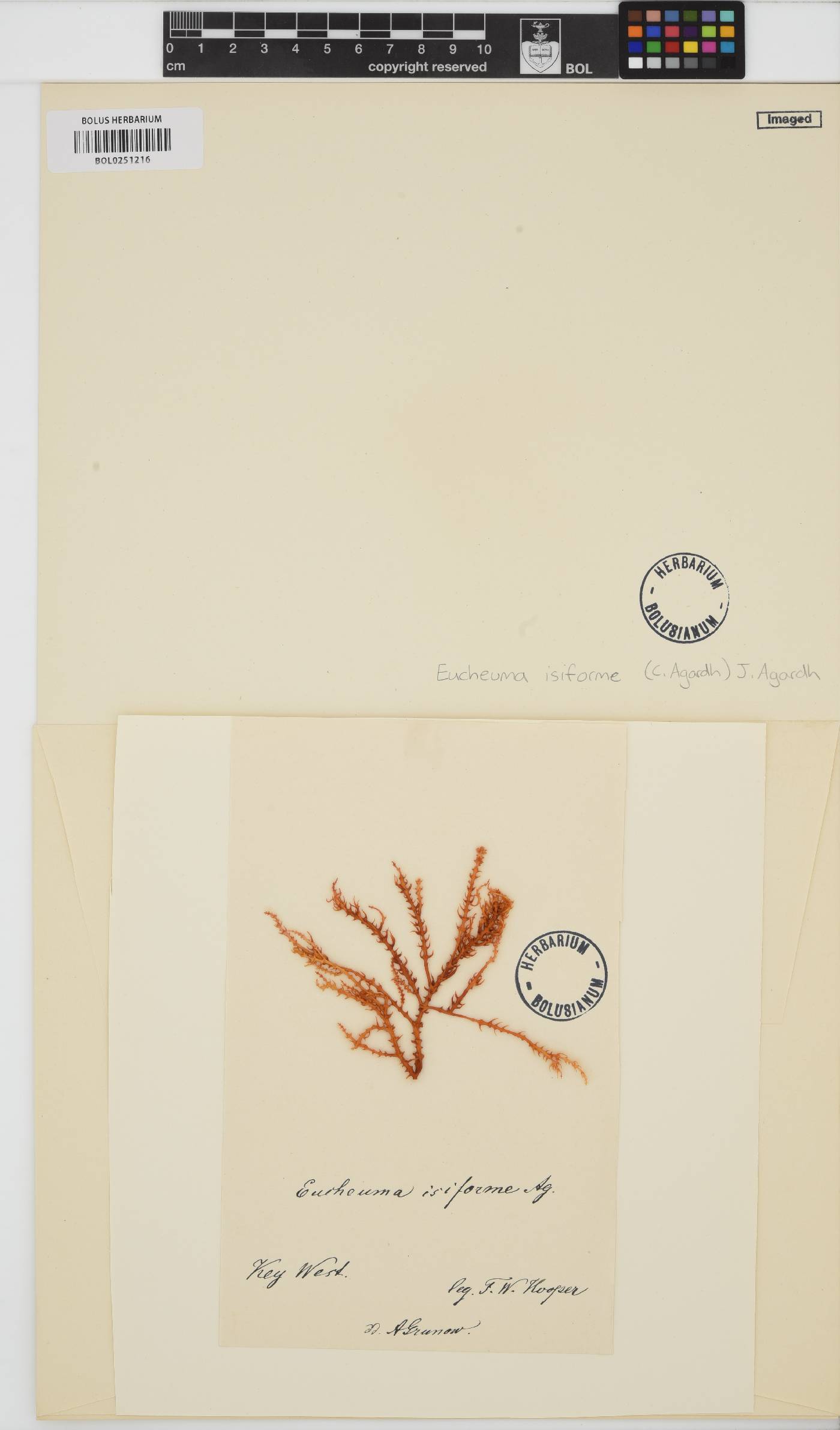 Eucheumatopsis isiformis image
