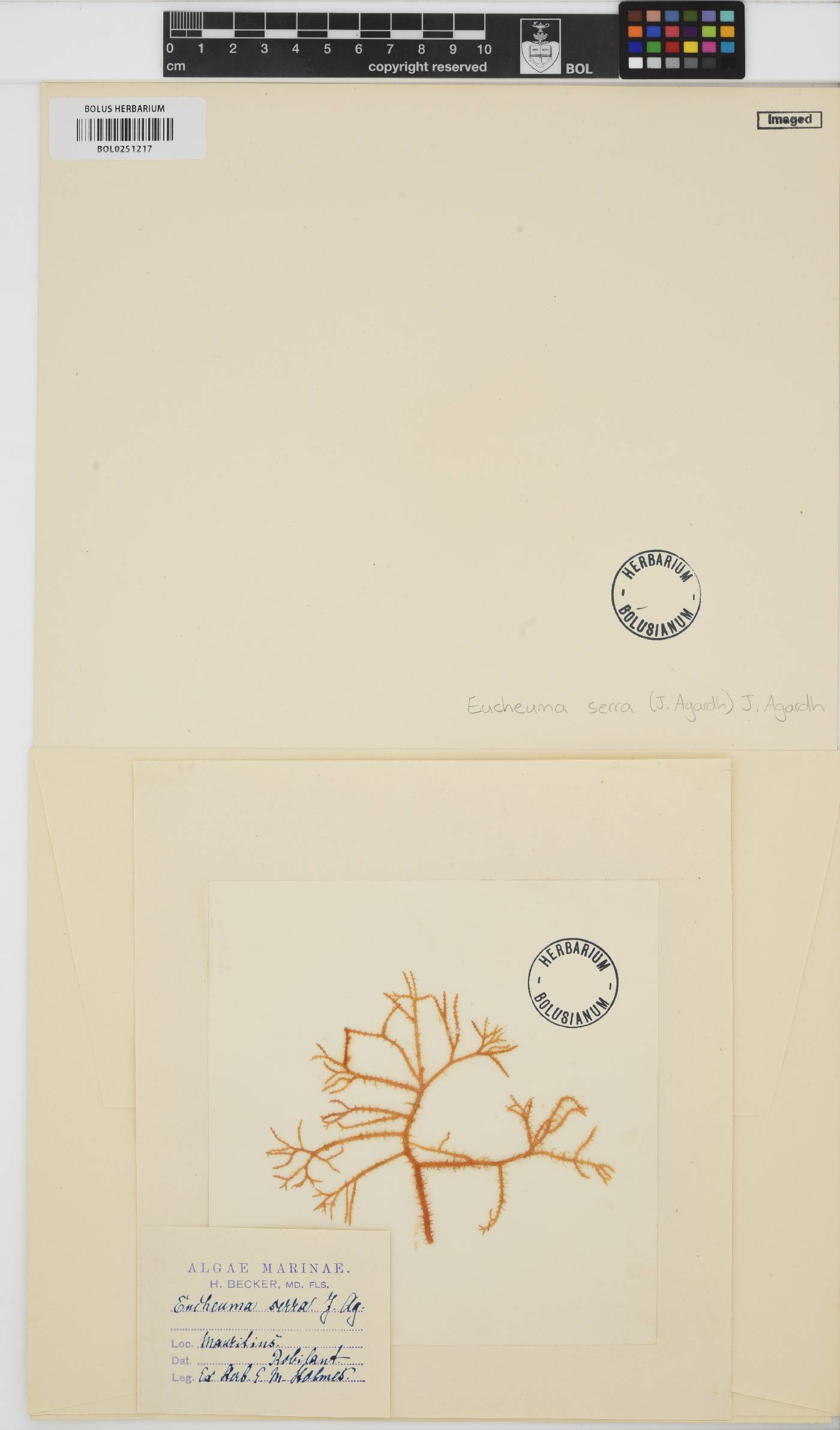 Eucheuma serra image