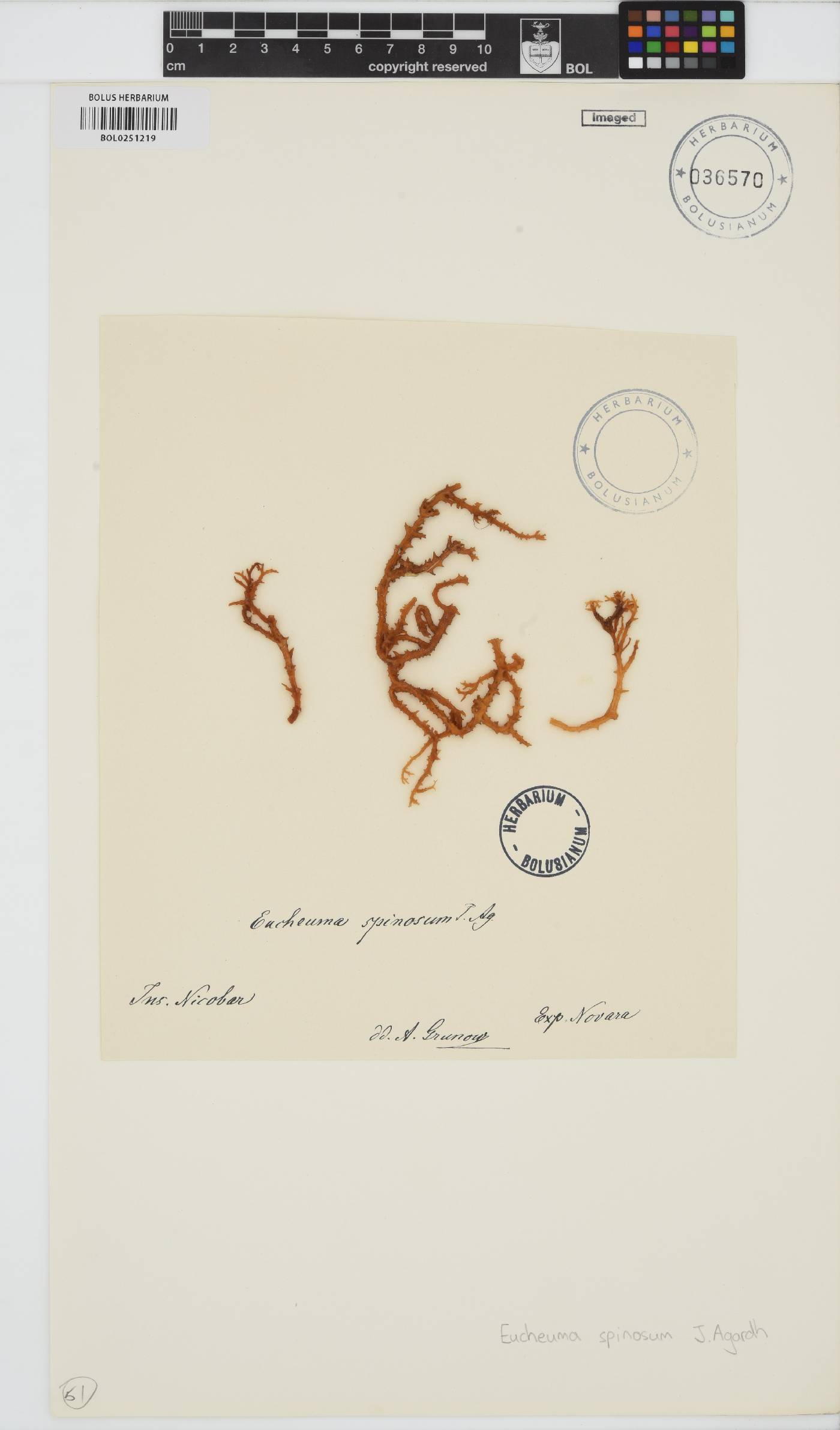 Eucheuma denticulatum image