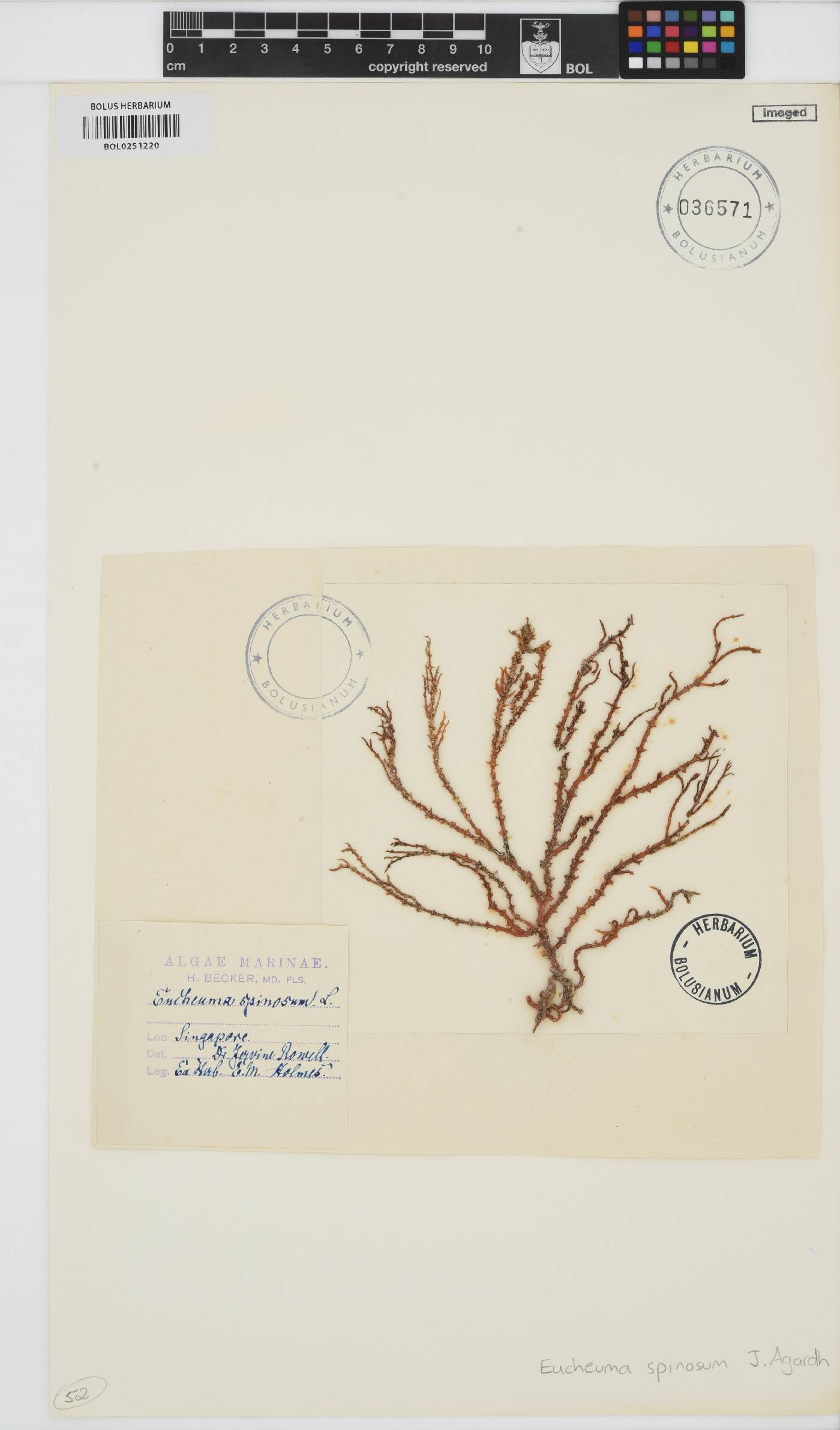 Eucheuma denticulatum image