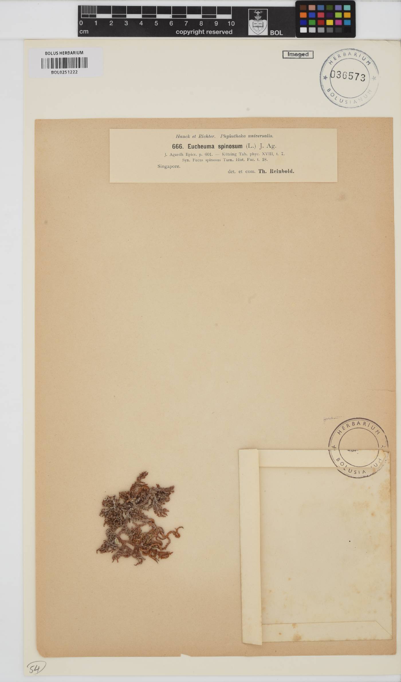 Eucheuma image