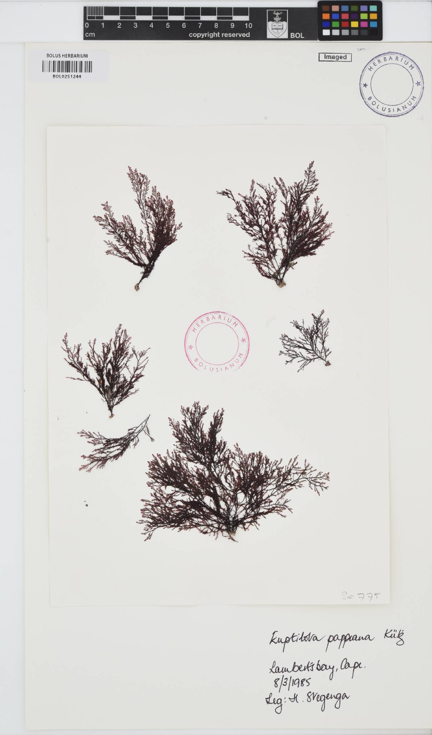 Heteroptilon pappeanum image