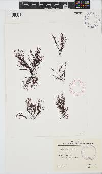 Heteroptilon pappeanum image