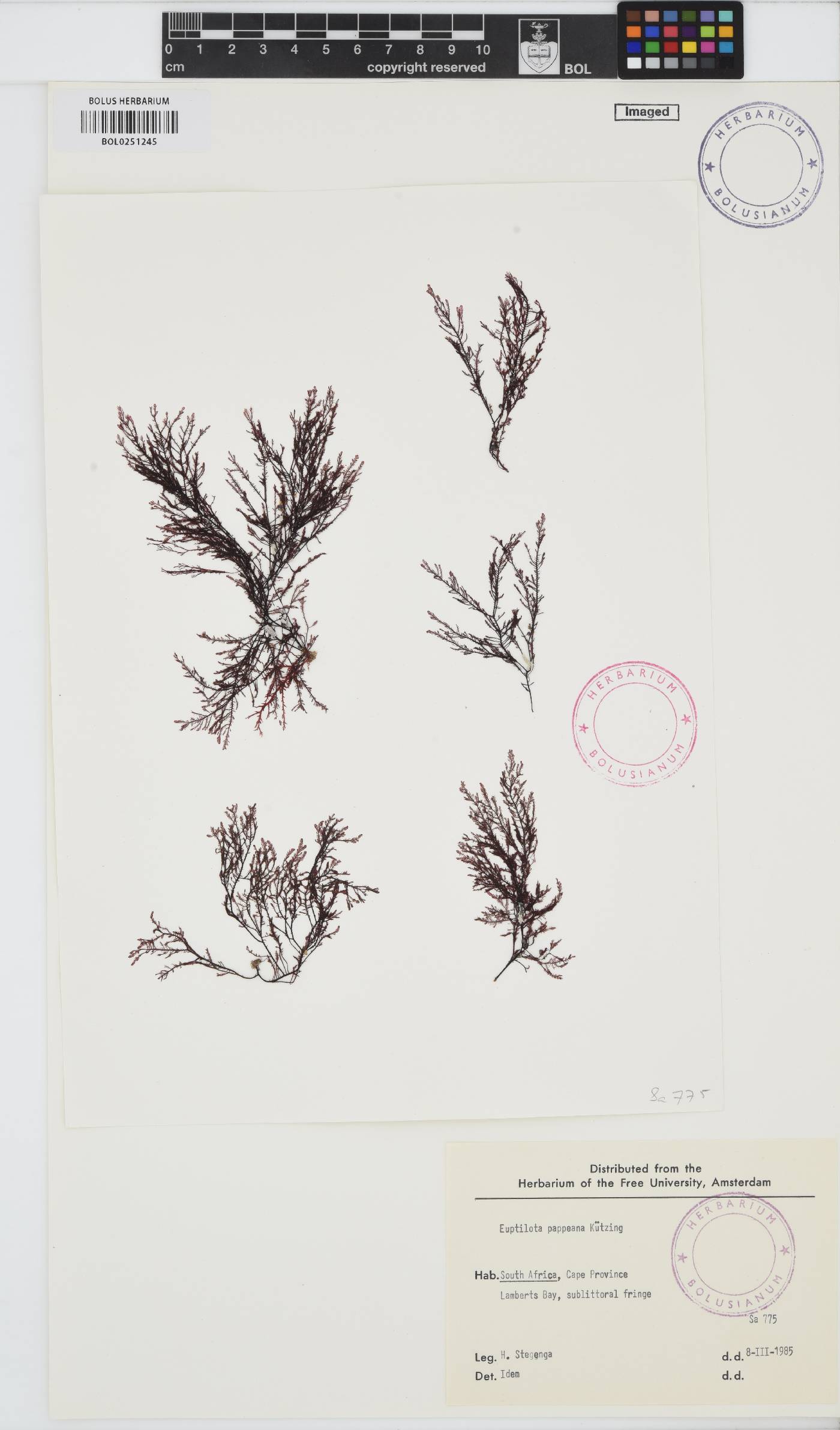 Heteroptilon image