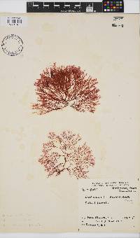 Heteroptilon pappeanum image