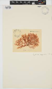 Heteroptilon pappeanum image