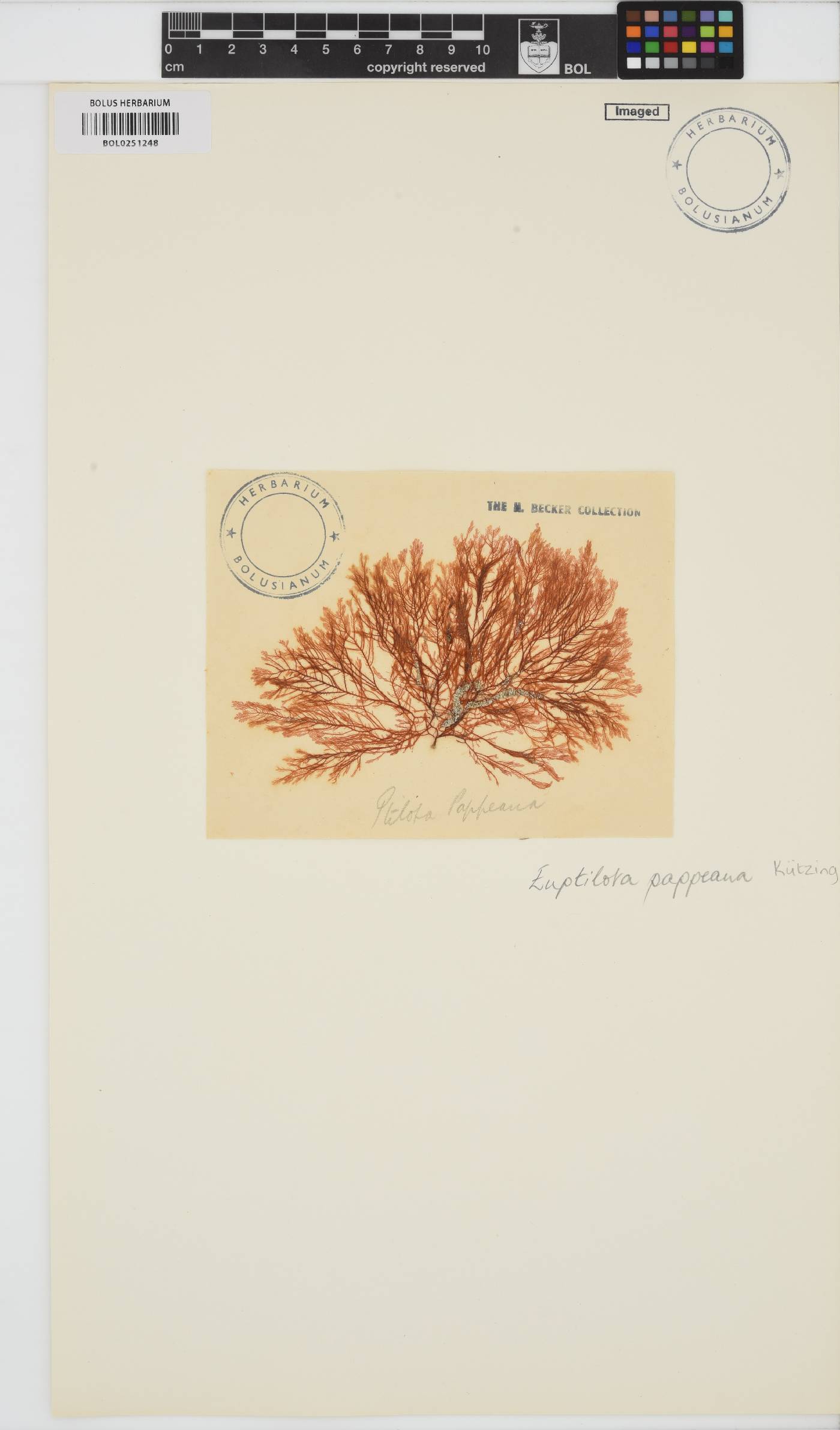 Heteroptilon pappeanum image