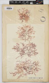 Heteroptilon pappeanum image