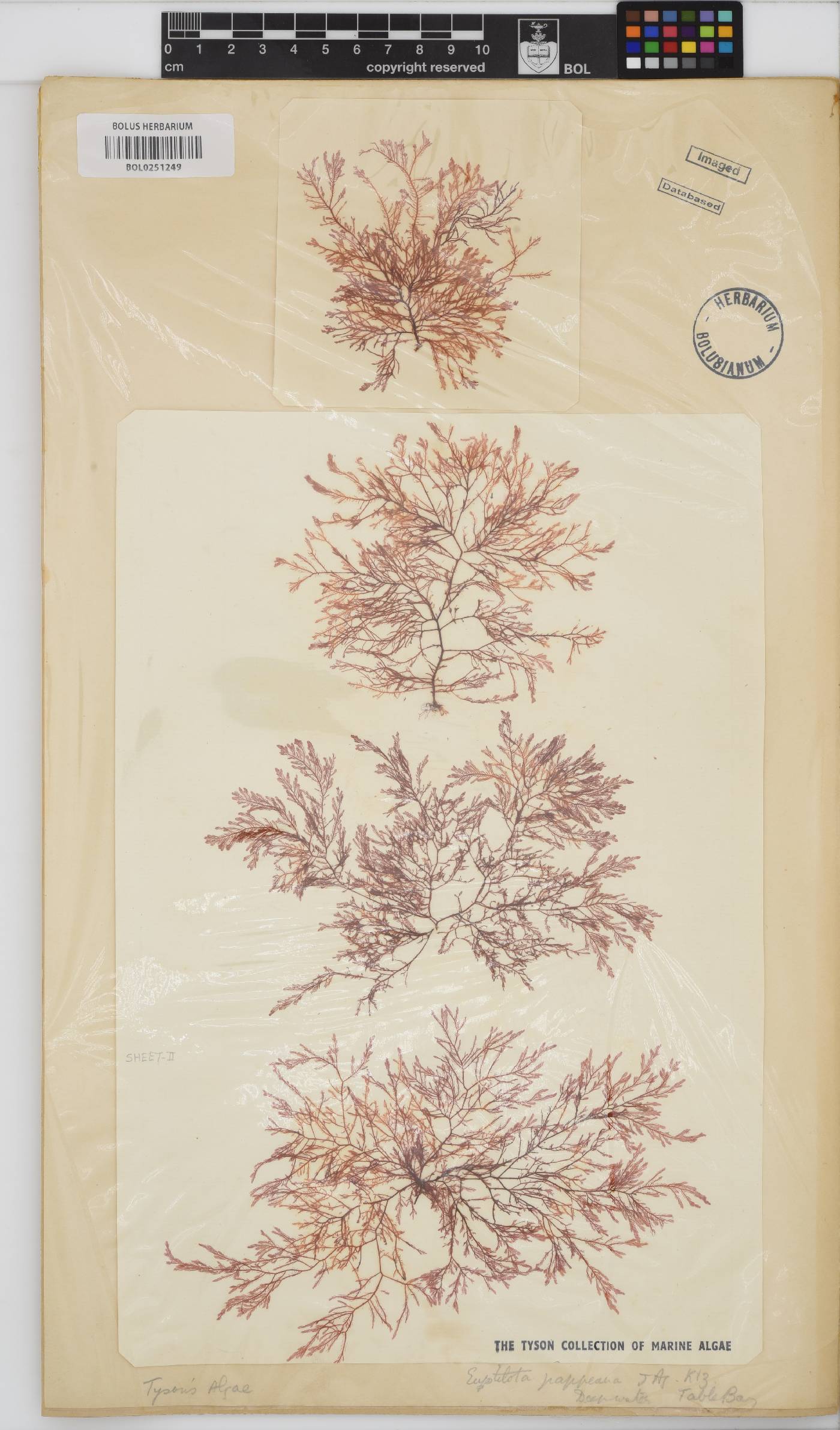 Heteroptilon pappeanum image