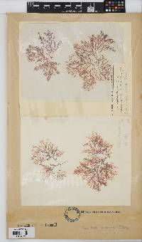 Heteroptilon pappeanum image