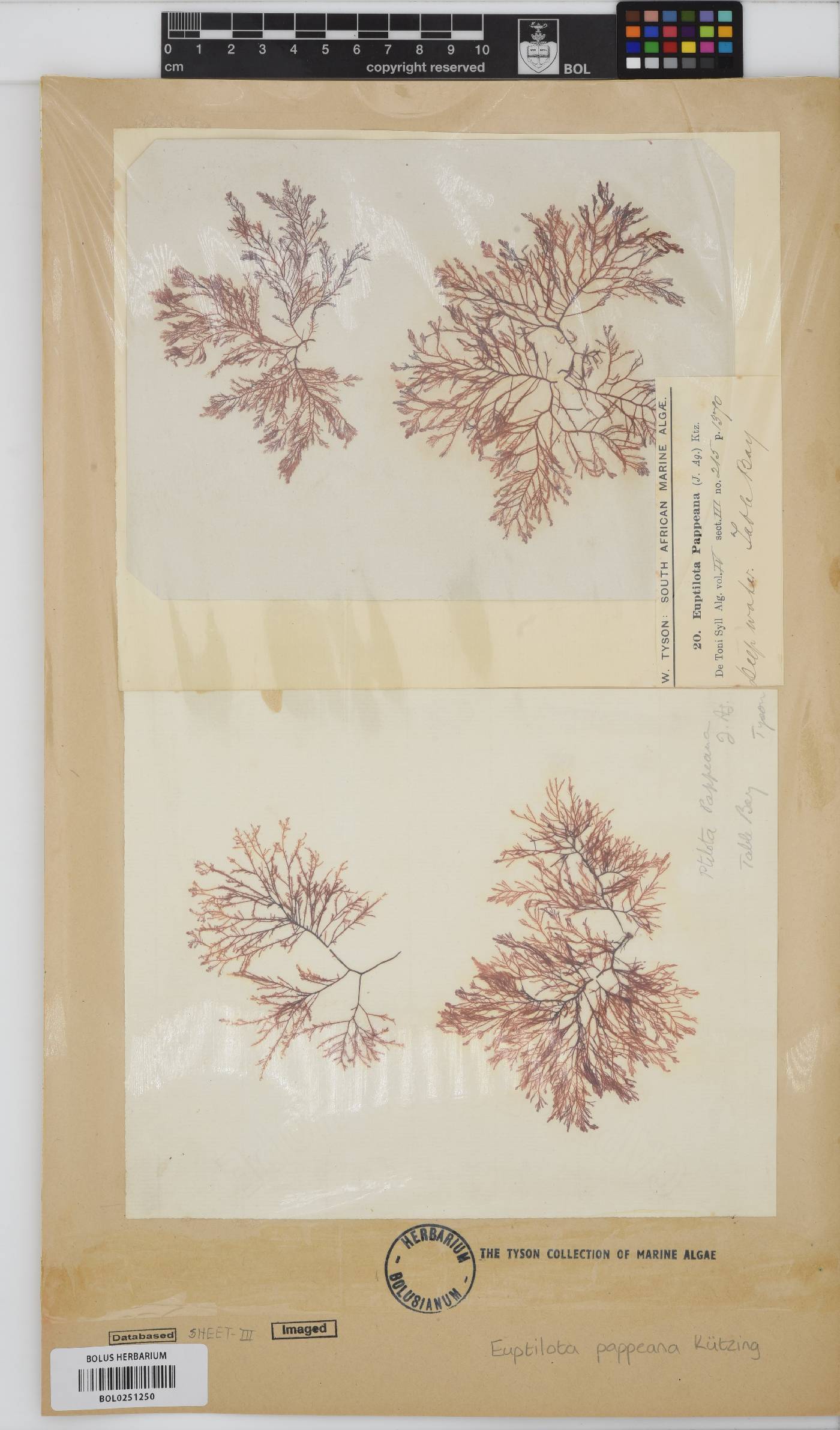 Heteroptilon pappeanum image