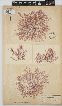 Heteroptilon pappeanum image